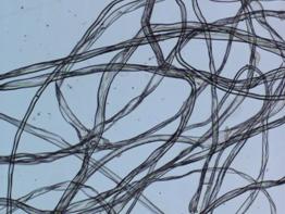 顯微鏡攝像頭MC50在纖維檢測(cè)中的應(yīng)用