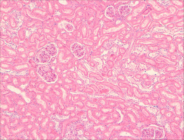 明美顯微鏡攝像頭MC50用于環(huán)境監(jiān)測(cè)站