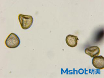 明美生物顯微鏡在藥材檢測領域的應用
