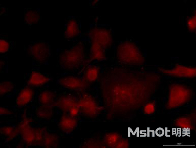 明美升級版科研級制冷相機MSX2-C