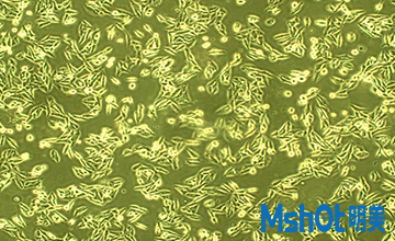 透明熱臺,活細胞