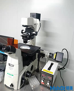 明美大功率寬光譜LED光源助力桂林醫(yī)學院腫瘤細胞檢測
