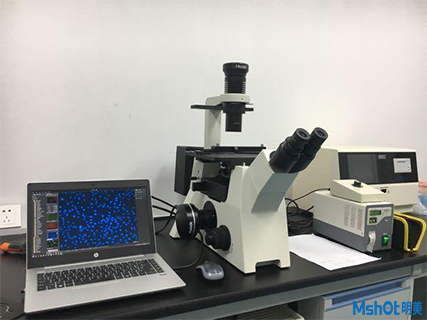 倒置熒光顯微鏡HE染色片應用
