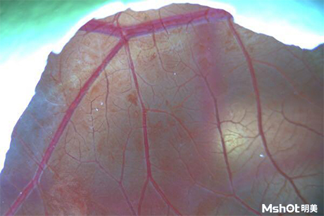 明美體視顯微鏡應用于雞蛋胚胎觀察
