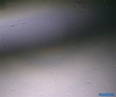 明美體視顯微鏡用于細胞培養(yǎng)與挑選