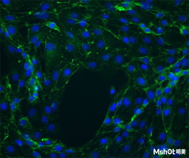 明美熒光顯微鏡助力中科院細胞爬片觀察