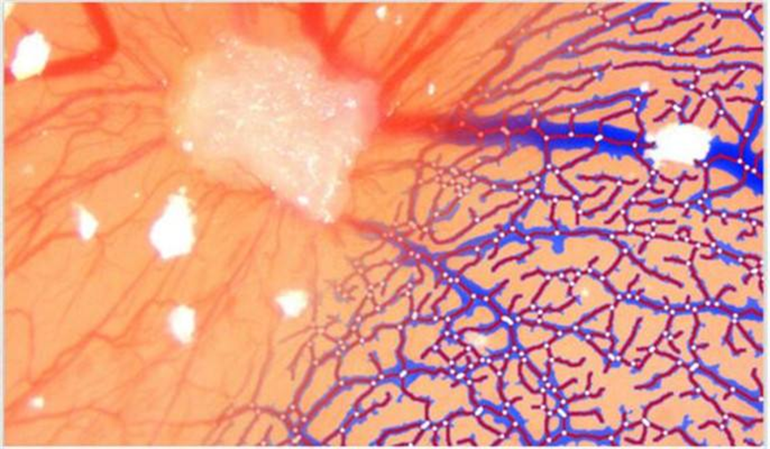 體視顯微鏡在雞蛋胚胎觀察中的應用