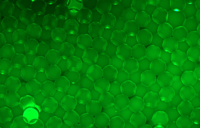 觀(guān)察磁珠熒光樣品用什么顯微鏡呢？