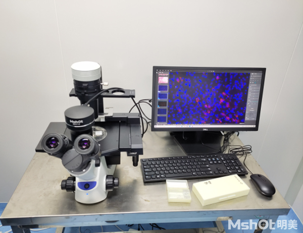 倒置熒光顯微鏡的下骨髓細胞