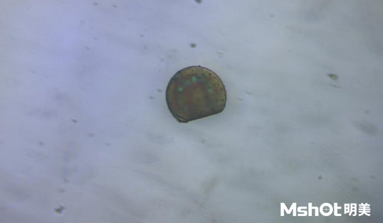 聚合物材料適合用什么顯微鏡相機？