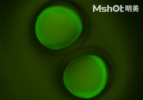 體視顯微鏡應用于幼魚成長觀察