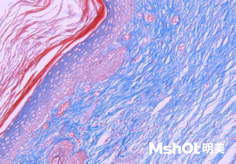 生物顯微鏡應用于HE染色片觀察