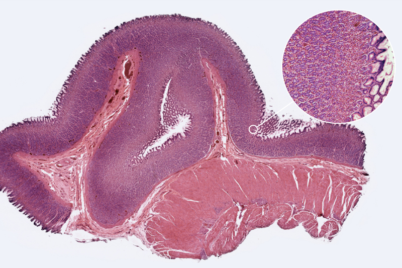 多重?zé)晒鈹?shù)字切片掃描系統(tǒng)拍攝圖