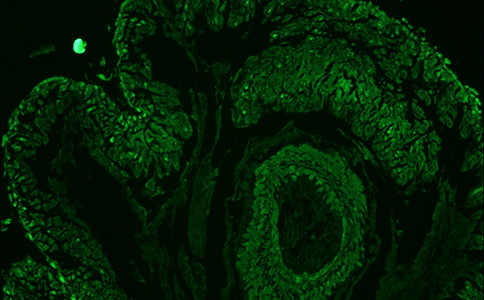 BX53 搭配 MC21 本次演示拍攝的熒光顯微圖片 2
