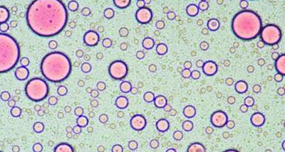 ţ������������֬����