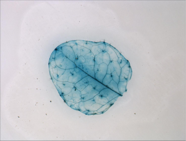 體視顯微鏡應用于觀察甘薯|應用百科