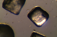 ʳ�}���w�@΢�DƬ