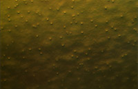 ���� DIC�@΢�DƬ