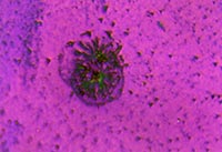 ��W(xu��)�Ĥ�@΢�DƬ