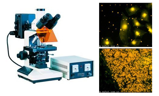 明美熒光顯微鏡 明美熒光顯微鏡