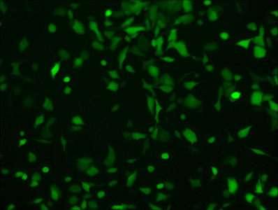 明美數(shù)碼熒光顯微鏡在中科院生化所投入使用 明美數(shù)碼熒光顯微鏡在中科院生化所投入使用